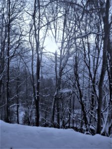 The Bloom of Winter The Bloom of Winter